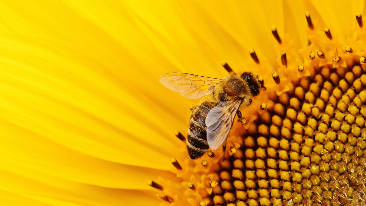Bee