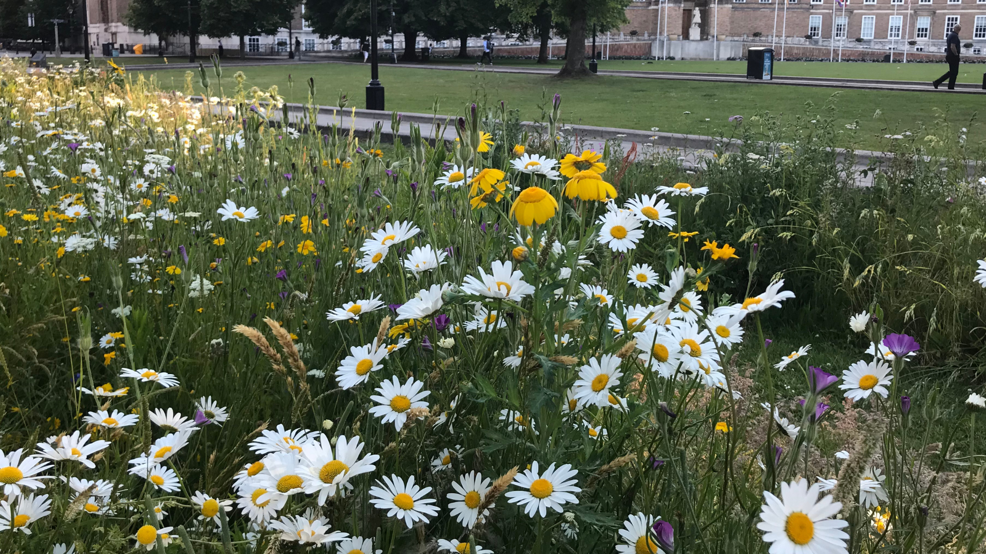 College Green meadow