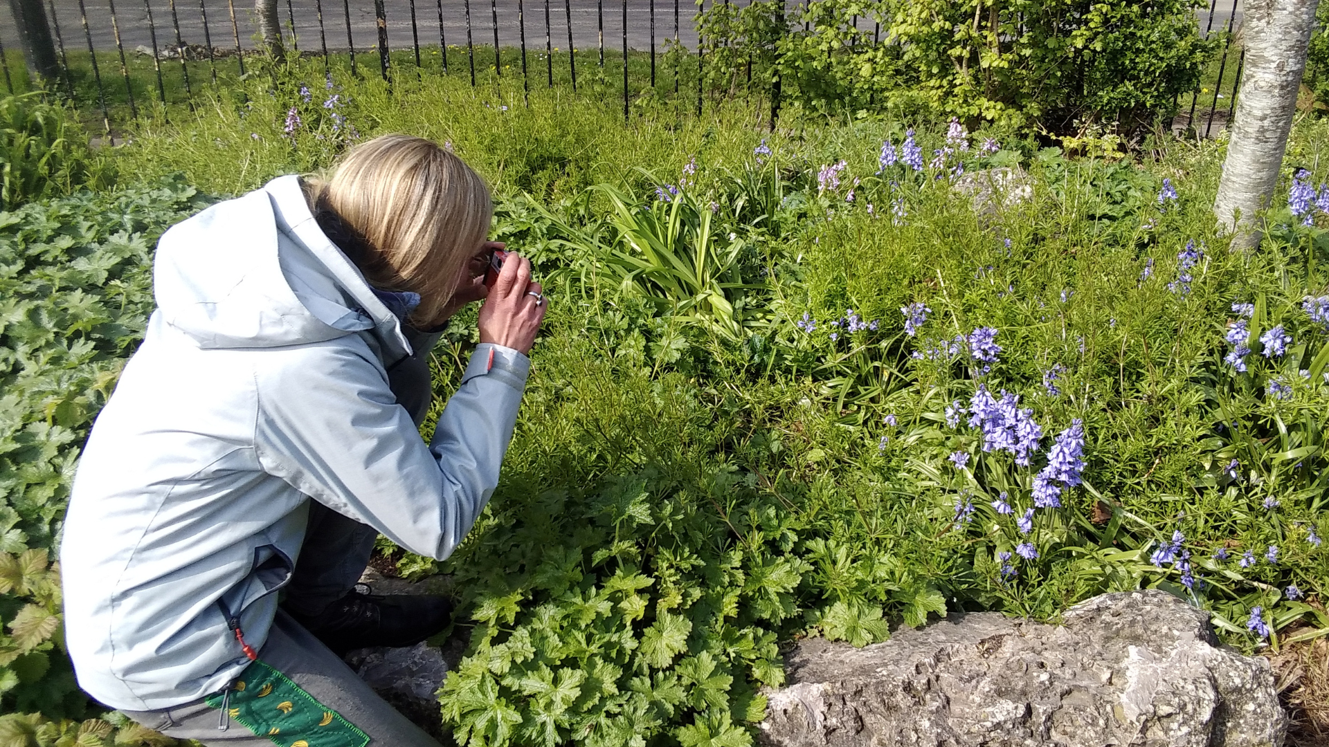 Roots to Wellbeing photo