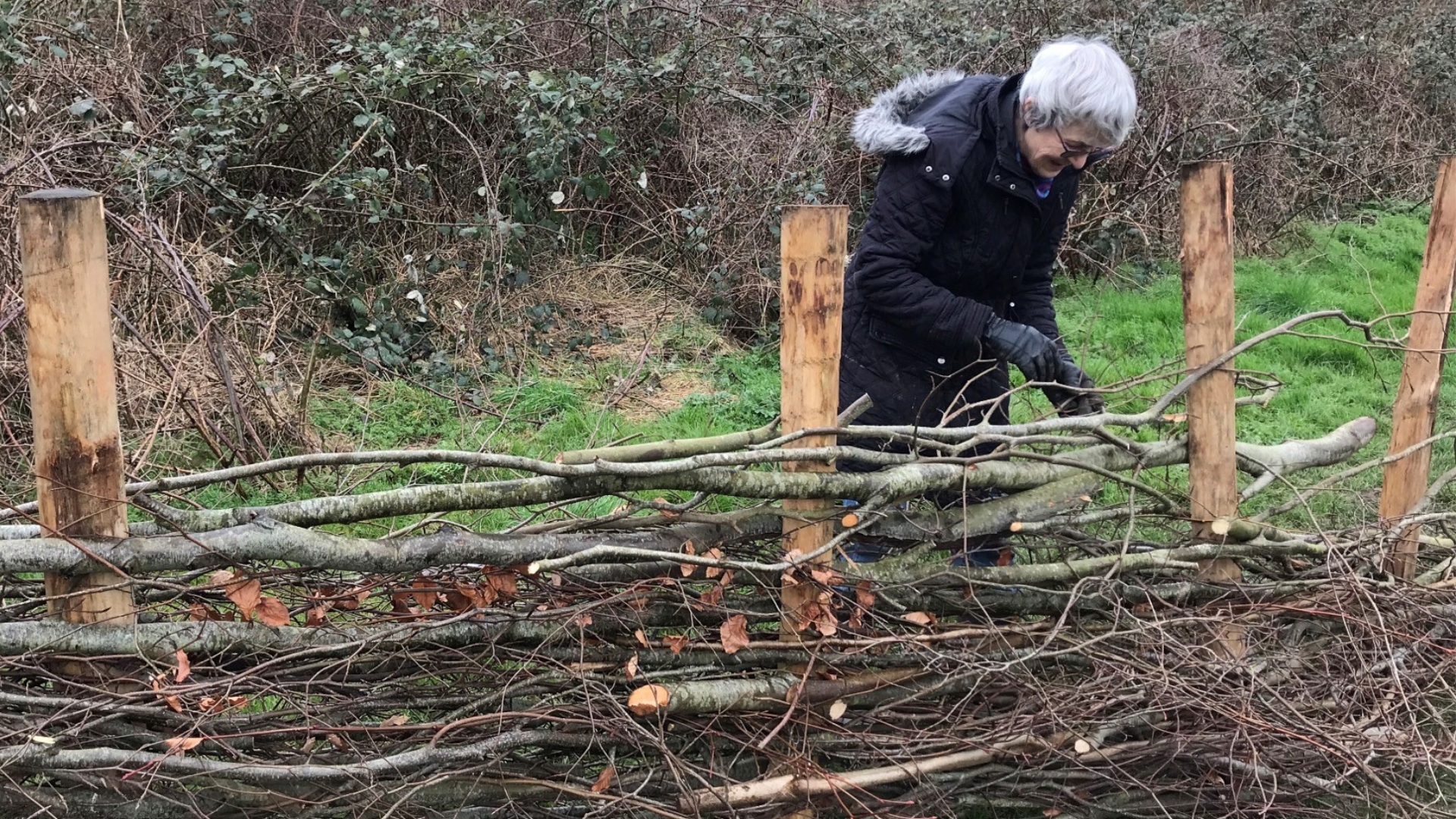 Brickifleds deadhedge